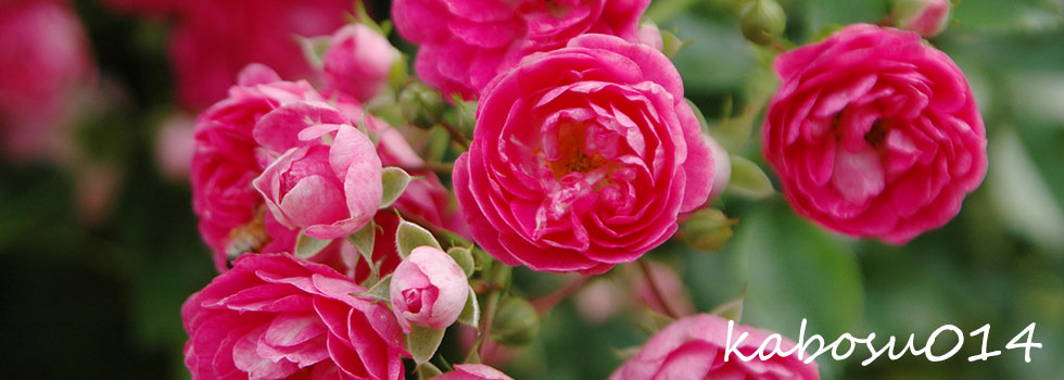 かぼすポン酢の隠れ家